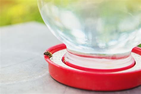 a metal mesh feeder box for bee ive|5 DIY Bee Feeders You Can Make Today (With Pictures).